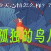 孤独的鸟儿下载-孤独的鸟儿下载中文版-孤独的鸟儿下载官方版